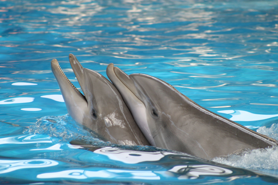 dofins